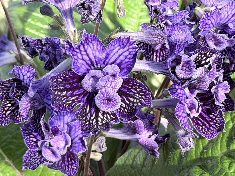 Streptocarpus 'Sirius'